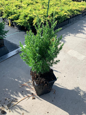 Можжевельник китайский Стрикта