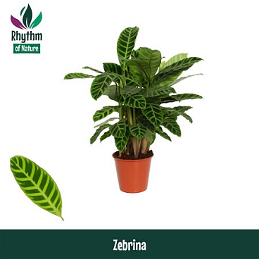 Calathea Zebrina (rhythm Of Nature)