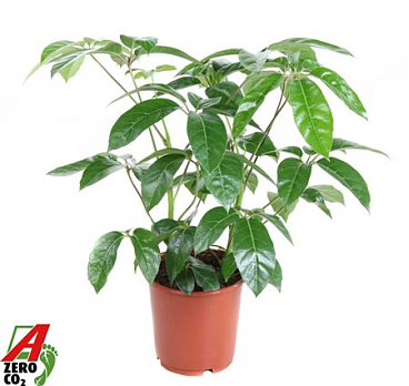 Schefflera Amata 2pp