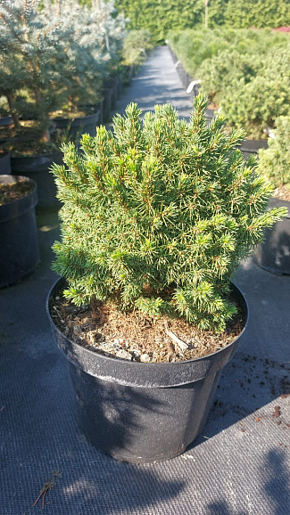 Ель канадская Альберта Глоб