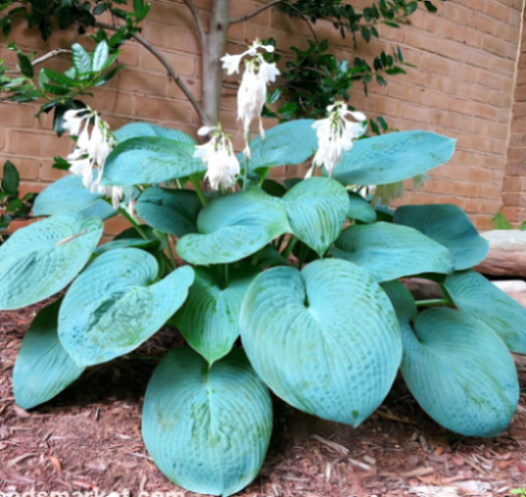 Хоста Биг Дедди