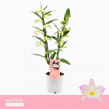Dendr Nob 2st Kumiko Compact Orchide Collection