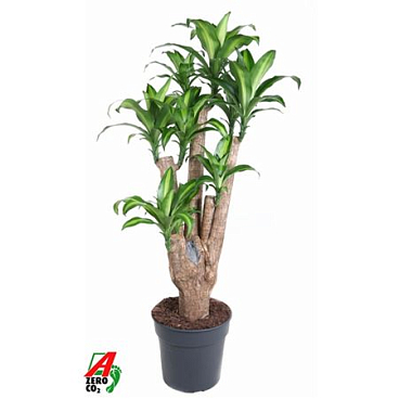 Drac Massangeana Branched.