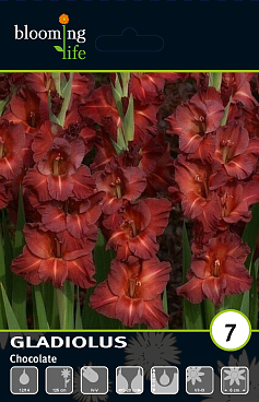 Гладиолус крупноцветковый Чоколейт
