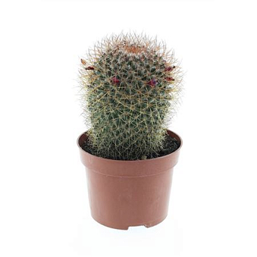 Mammillaria Pringley Red