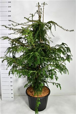 Taxus Bacc Dovastoniana