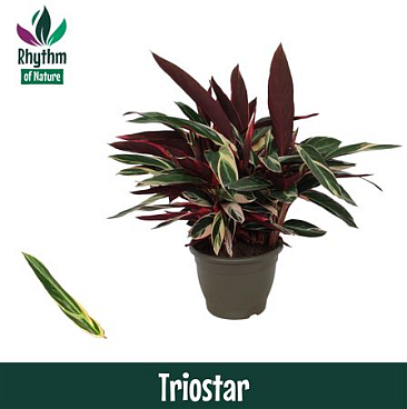 Calathea Triostar (rhythm Of Nature)