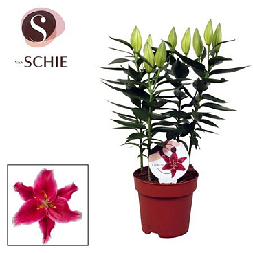 Lilium Or Starlight Express 3pp