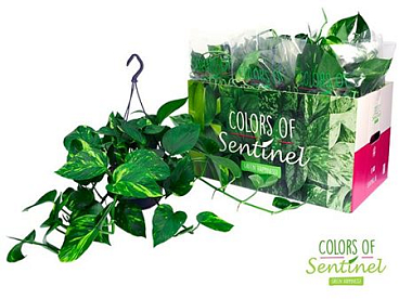 Epipremnum Aureum Hang