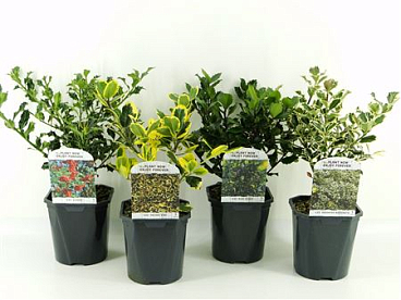 Ilex Aq Mix