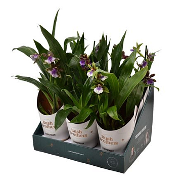Zygopetalum 1st Stem Showbox 4fl