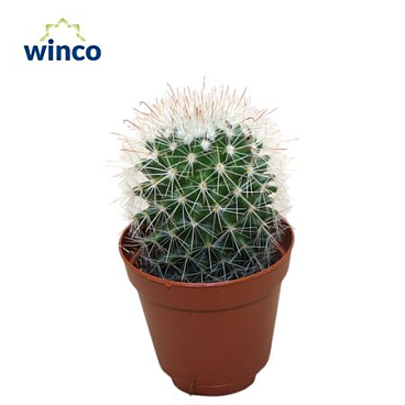 Mammillaria Spinossisima