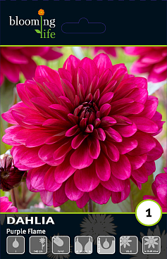 Георгина декоративная Пёрпл Флейм