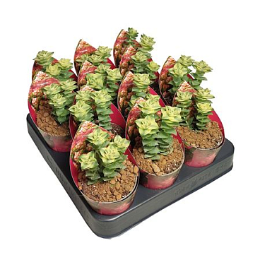 Crassula Pagoda Variegata Potcover