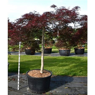 Acer Palm Nigrum