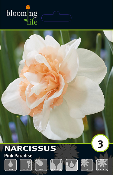 Нарцисс махровый Пинк Парадайз