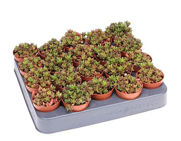 Sedum Rubrotinctum