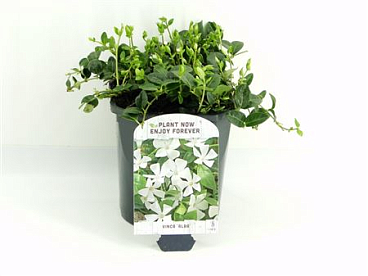 Vinca Minor Alba
