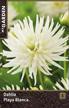 Георгина кактусовая Плейя Бланка