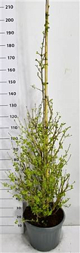Ginkgo Bil Fastigiata Blagon