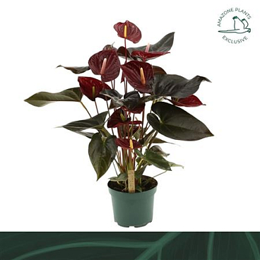 Anth An Delicata 6+ (amazone)