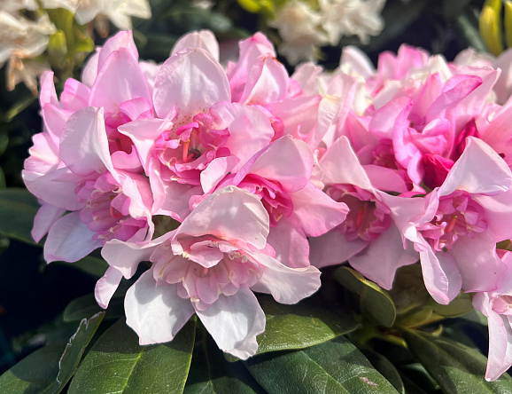 Рододендрон гибридный Куллики