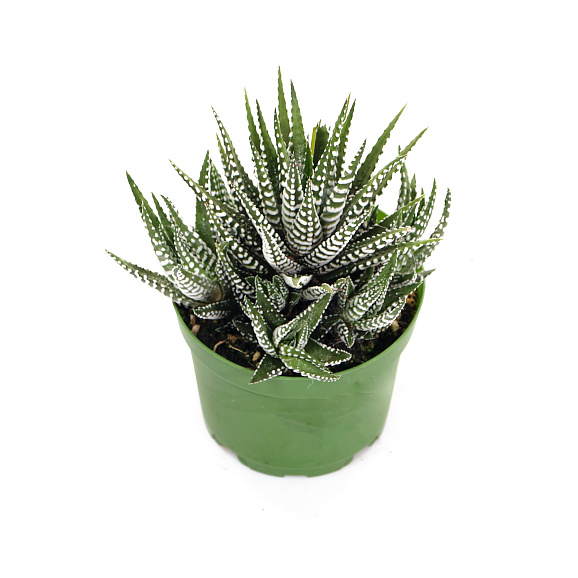 Хавортия Биг Бэнд