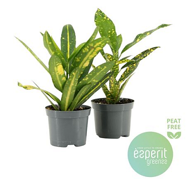 Codiaeum Mix 2srt