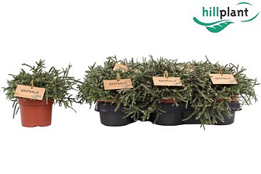 Rhipsalis Pilocarpa