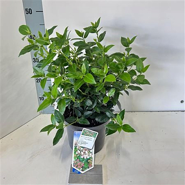 Viburnum Tinus Eve Price