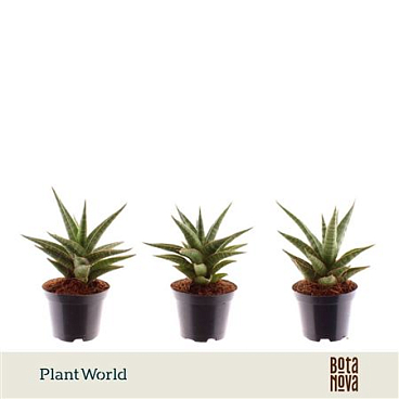 Sansevieria Boogie Woogie
