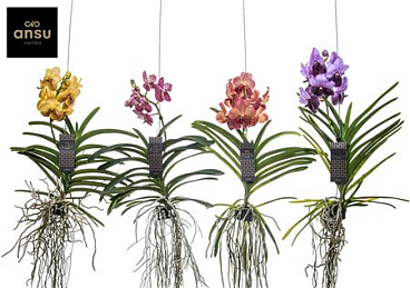 Vanda Ocelot Mocha (bruin)