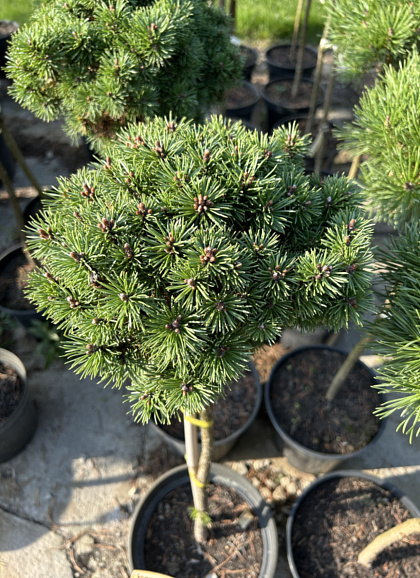 Сосна горная Фишляйнбоден штамб