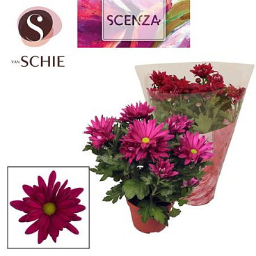 Chrys Margarita Purple (scenza)