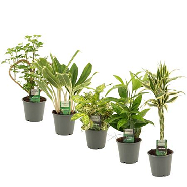 Plant Mix Extreme