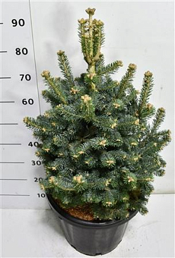 Abies Lasiocarpa Compacta