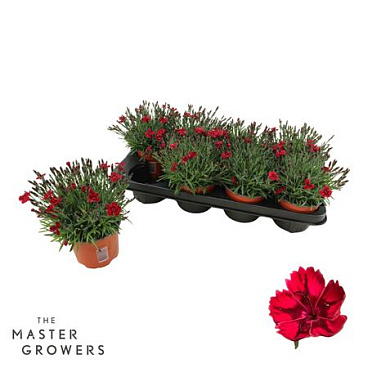 Dianthus Pillow Red