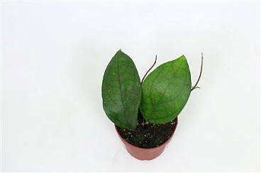 Hoya Cv. Pmp176 Joy X Jennifer