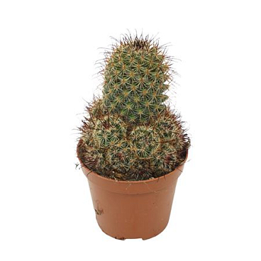 Mammillaria Leptocantha