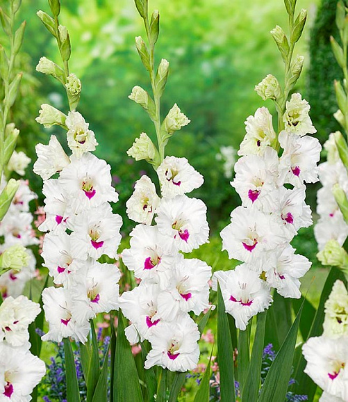 Гладиолус крупноцветковый Сера Корсаж