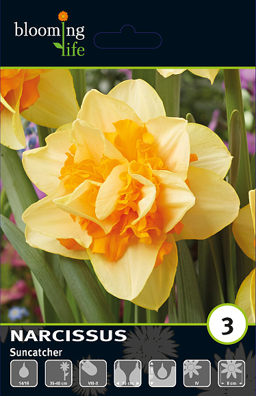 Нарцисс махровый Санкетчер