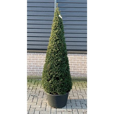 Taxus Baccata Cone