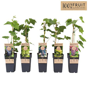 Vitis Vinifera Mix Winterhard