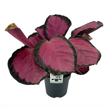 Calathea Rosepicta Misty Red (rosy)