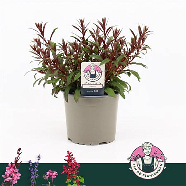 Gaura Lindheimeri Red Gaudi