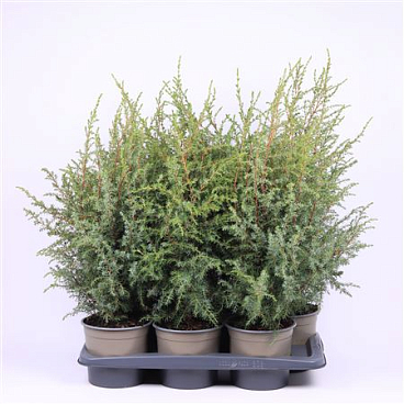 Juniperus Comm Hibernica