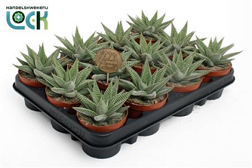 Haworthia Spider White