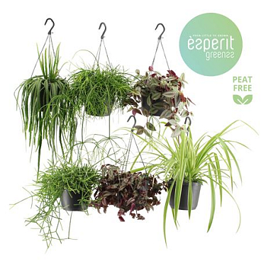 Hangmix Greenss 4 Srt Hanging