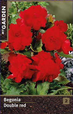 Бегония махровая красная
