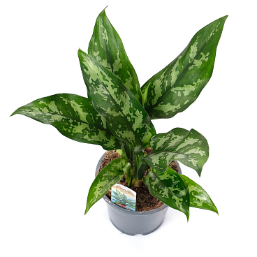 Аглаонема Мария